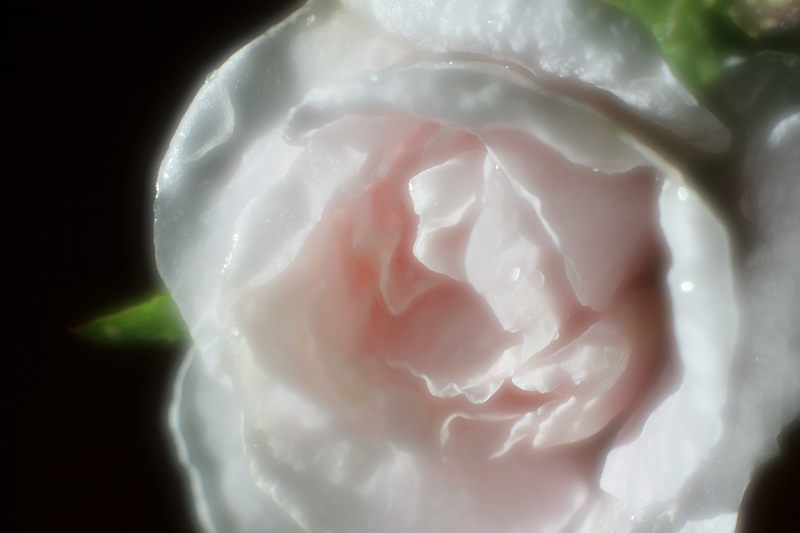 rose 1 dark clone gaussian lighter screen 800