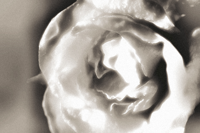 rose 1 dark clone gaussian lighter screen tonecurve greenfilter cont dodgeburn duotone noise 800