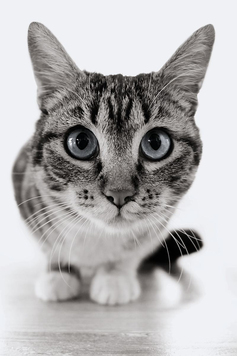 cat stray spain turre 4509 dodgeburn 1 curves selcurves 2 crop 2 seldesat 3 clone 3 selduotone 1 120