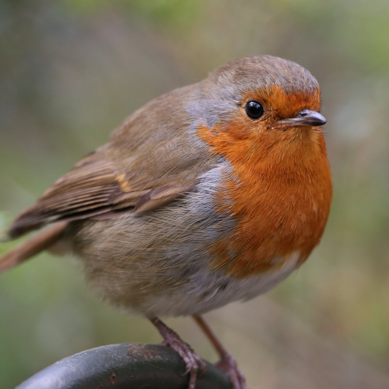 Robin