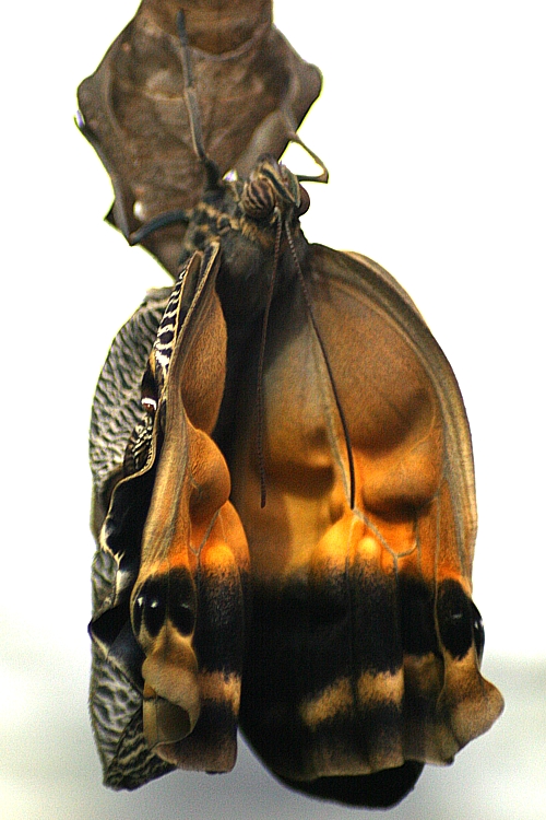 Emergence