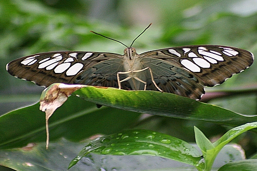 Wings