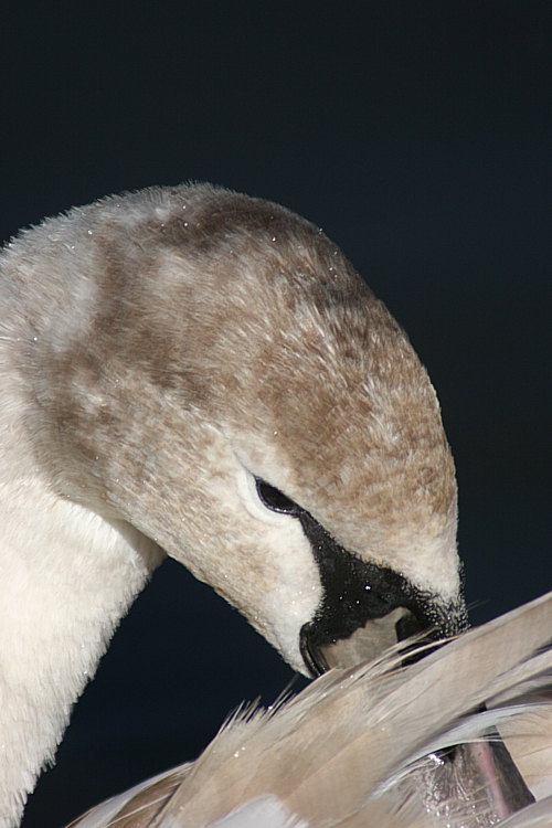 Shy