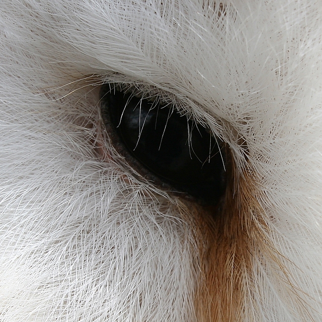 Barn Owl