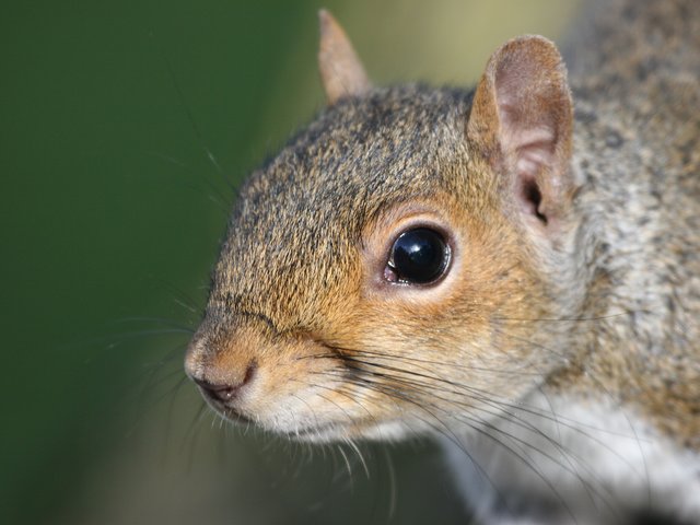 Whiskers