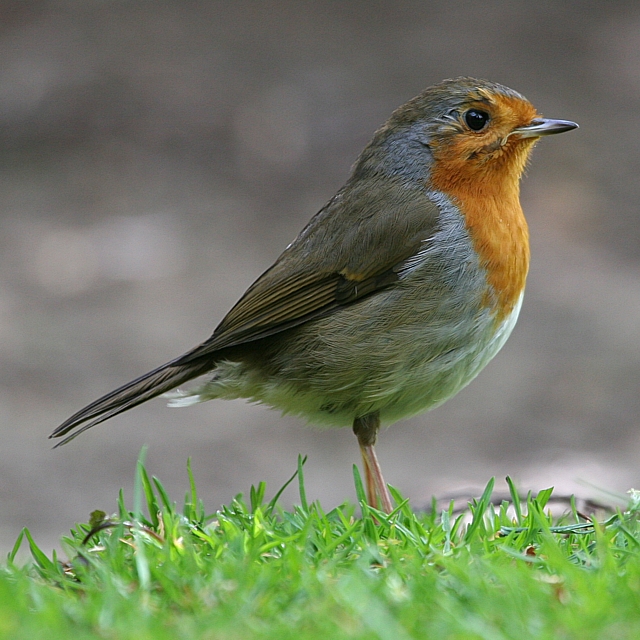 Robin II