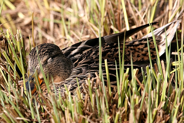 Nesting