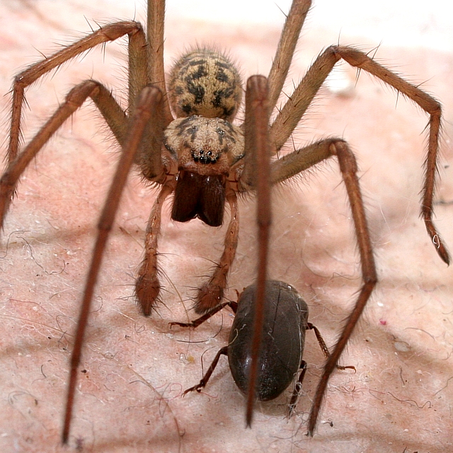 Bronwen poses with her beetle