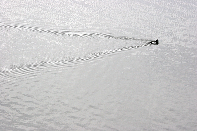 Silver Wake