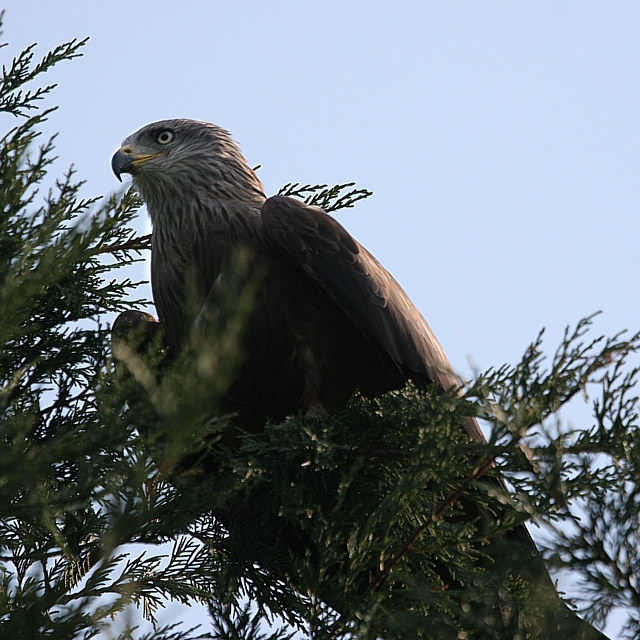 black kite tree 1 crop dodgeburn 640.jpg