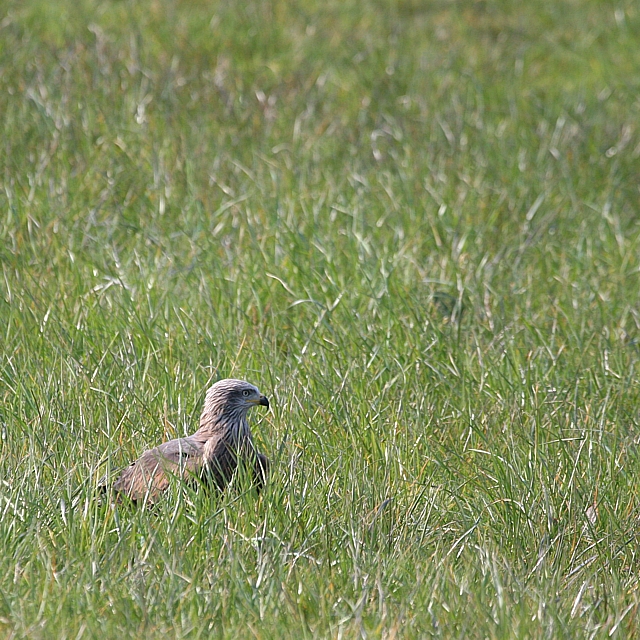black kite grass 1 crop cont 640.jpg
