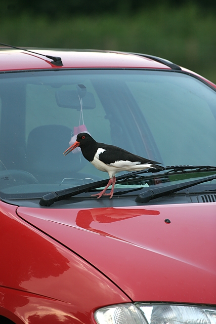 oystercatcher car 1 clone cont 640.jpg