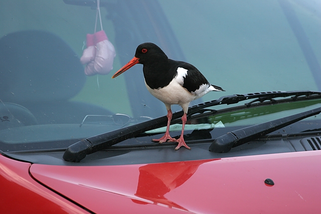 oystercatcher car 4 640.jpg