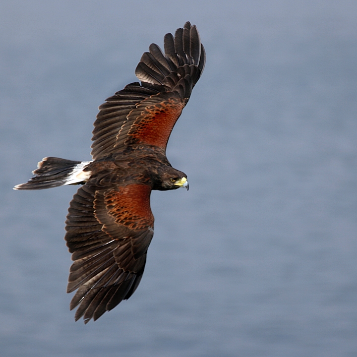 Harris Hawk, Lake