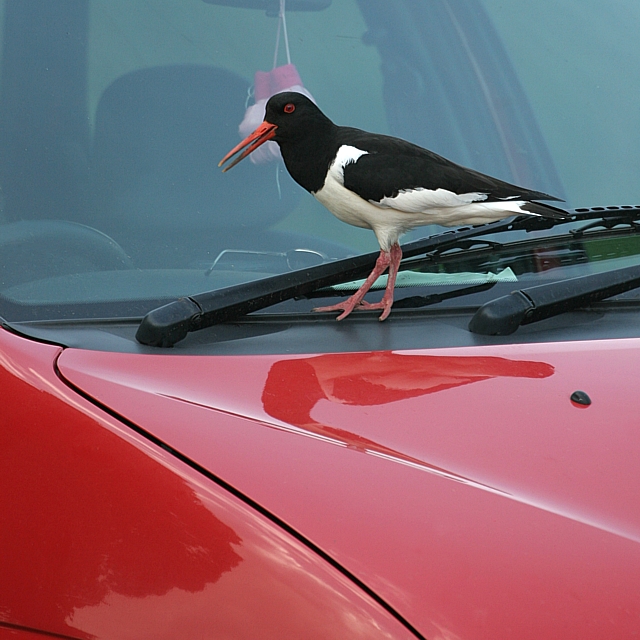 oystercatcher car 1 clone cont crop clone 640.jpg