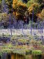 Foliage in the Bog  #117