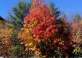 Fall Foliage in Glen New Hampshire