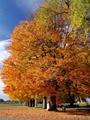 Fall Foliage In Dover New Hampshire