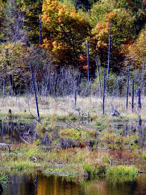 Foliage in the Bog  #117
