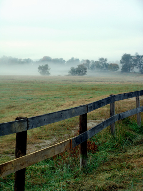 Morning Field Fog
