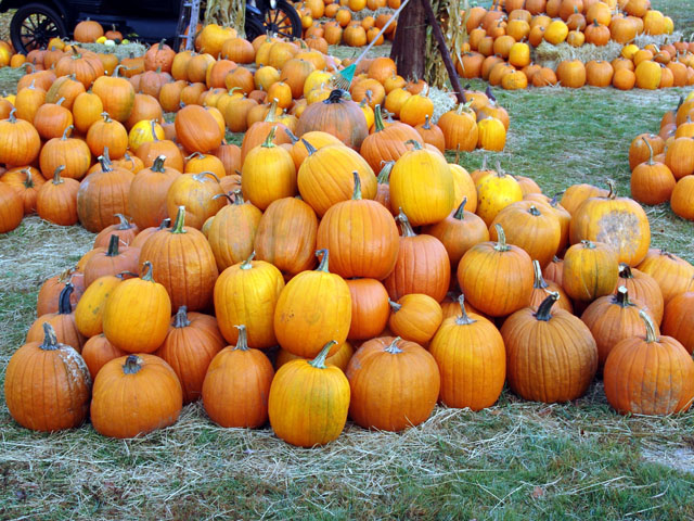 Pumpkin Pile #226