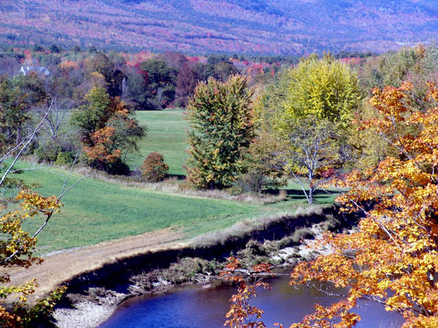 Foliage #329