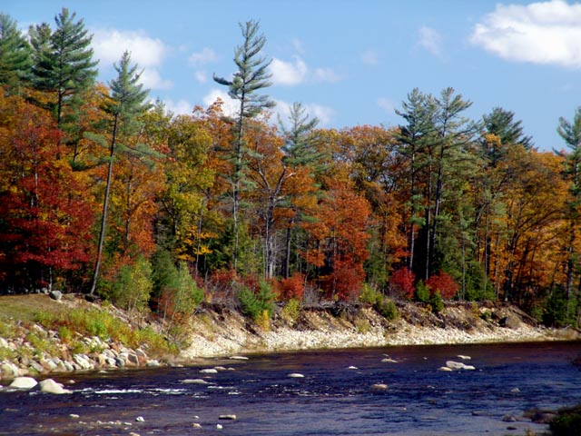 Fall Foliage #450