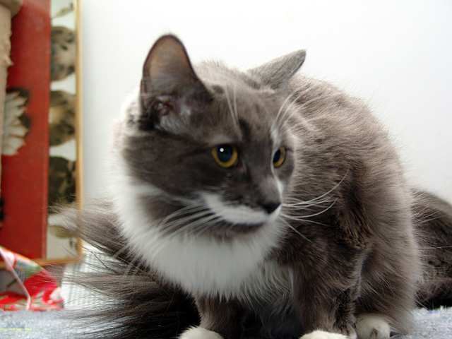 DSC02034_fluff_640.jpg