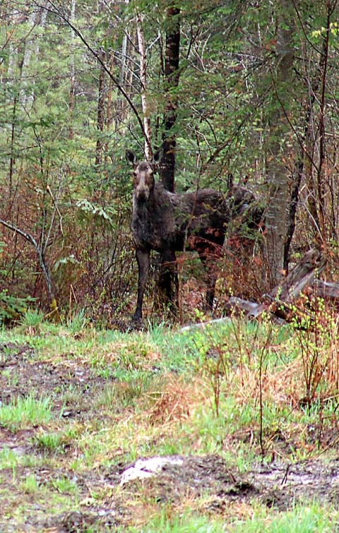 DSC03176_moose_640.jpg