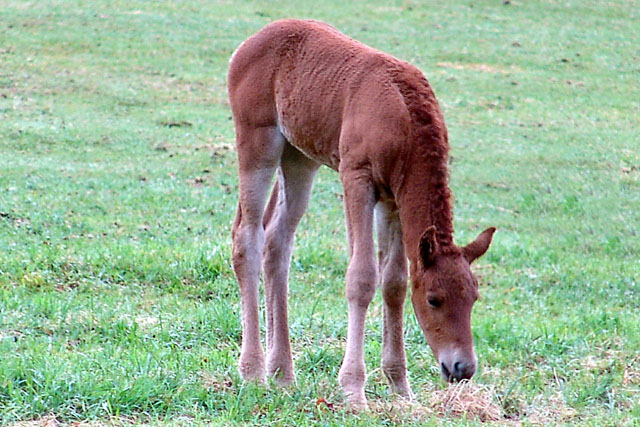 Foal at one week.