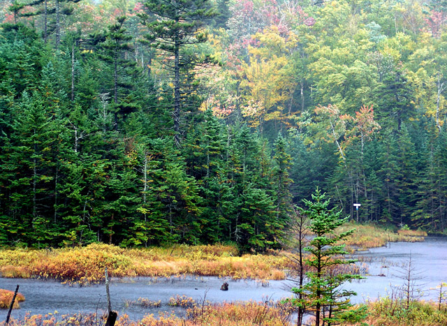 DSC04187_AmcSwampRain2_640.jpg
