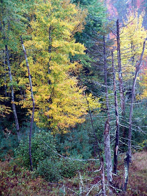 DSC04290_YellowTreeSwamp_640.jpg
