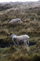 Mountain Sheep