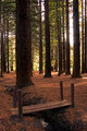 Redwoods
