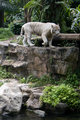 White Tiger