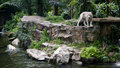 White Tiger 2