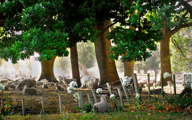 Sheepish Serenity