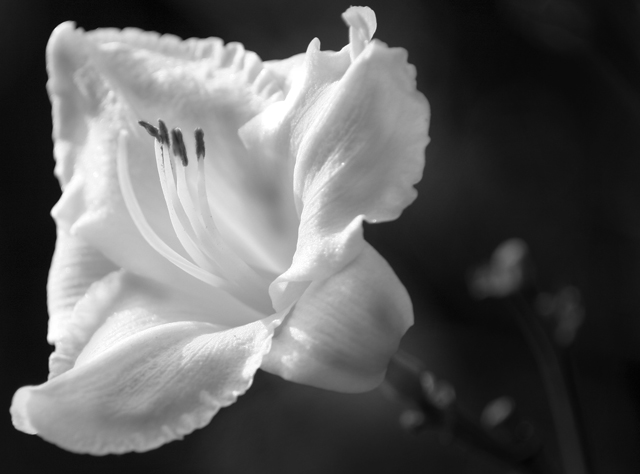Day Lily Elegance