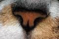cat nose.jpg