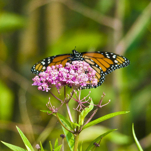 7_08GTG-7240.jpg