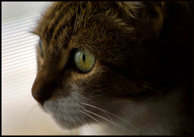 In Memory of Jade