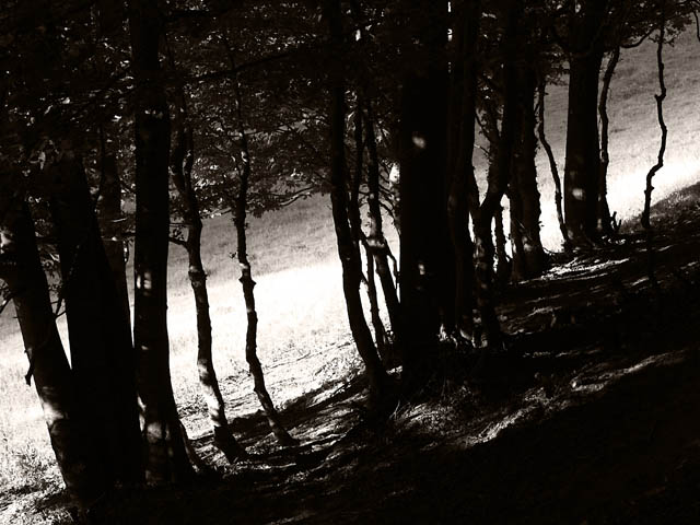Through the trees