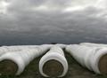 IMG_4119 - Wrapped Bales.jpg