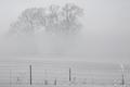 IMG_5945 - tree and fence - b&w - small.jpg