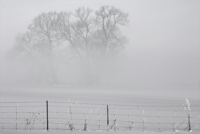 IMG_5945 - tree and fence - b&w - small.jpg