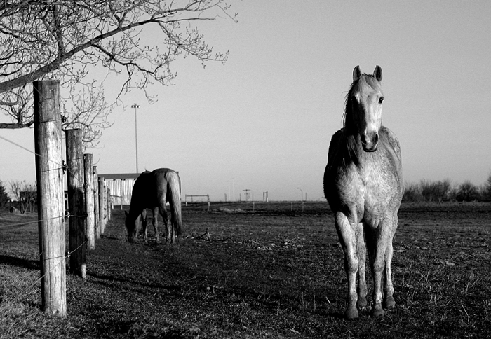 IMG_6555 - portrait of a horse - b&w - small.jpg