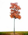 Solitree