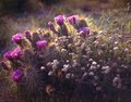 Desert Boquet