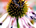 Cone Flower