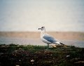 Seagull I